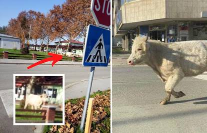 Odbjegli bik Joza opet u Slatini: Javite se policiji kad ga vidite!