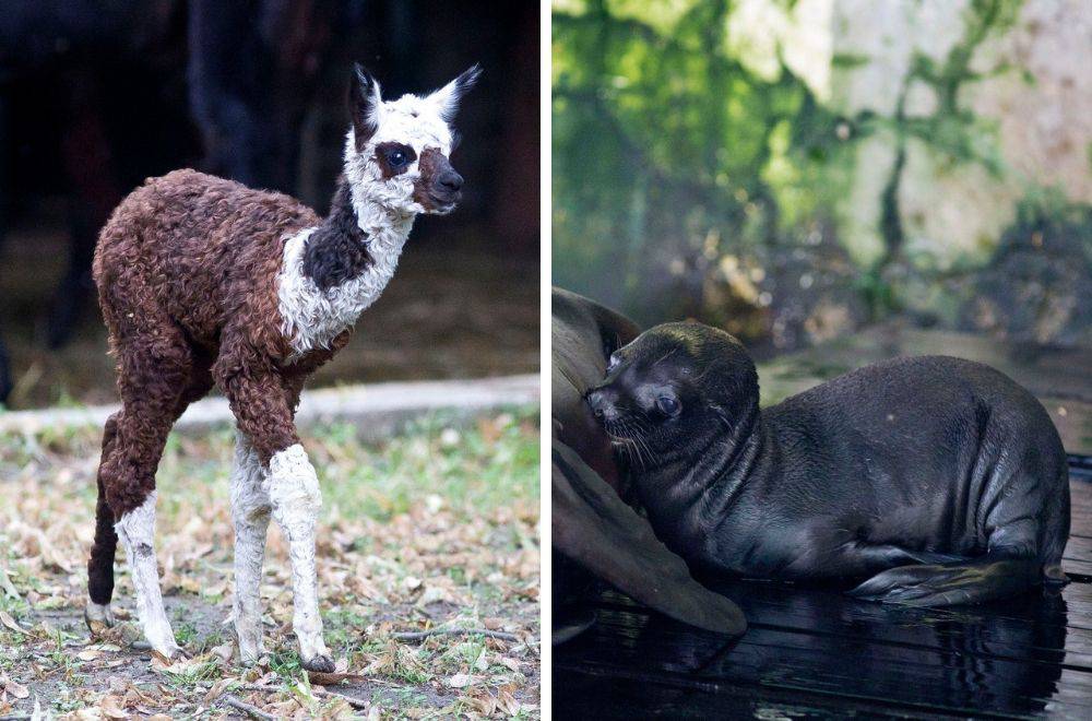 Na svijet došli isti dan: ZOO u Zagrebu bogatiji za 2 mladunca