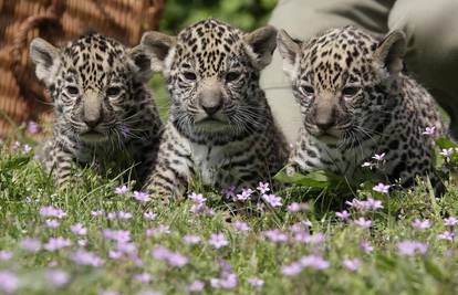 Berlinski ZOO dobio je čak tri nova mladunca jaguara