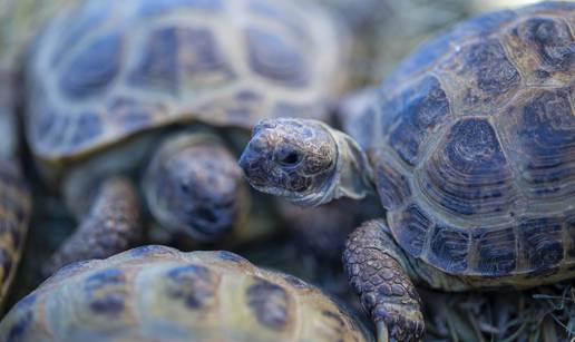 Bebe kornjače pojavile su se na Galapagosu nakon 100 godina