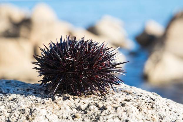 Live sea urchin lie on a rock 