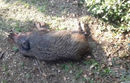 Divlja svinja ušetala u dvorište vrtića u središtu Crikvenice