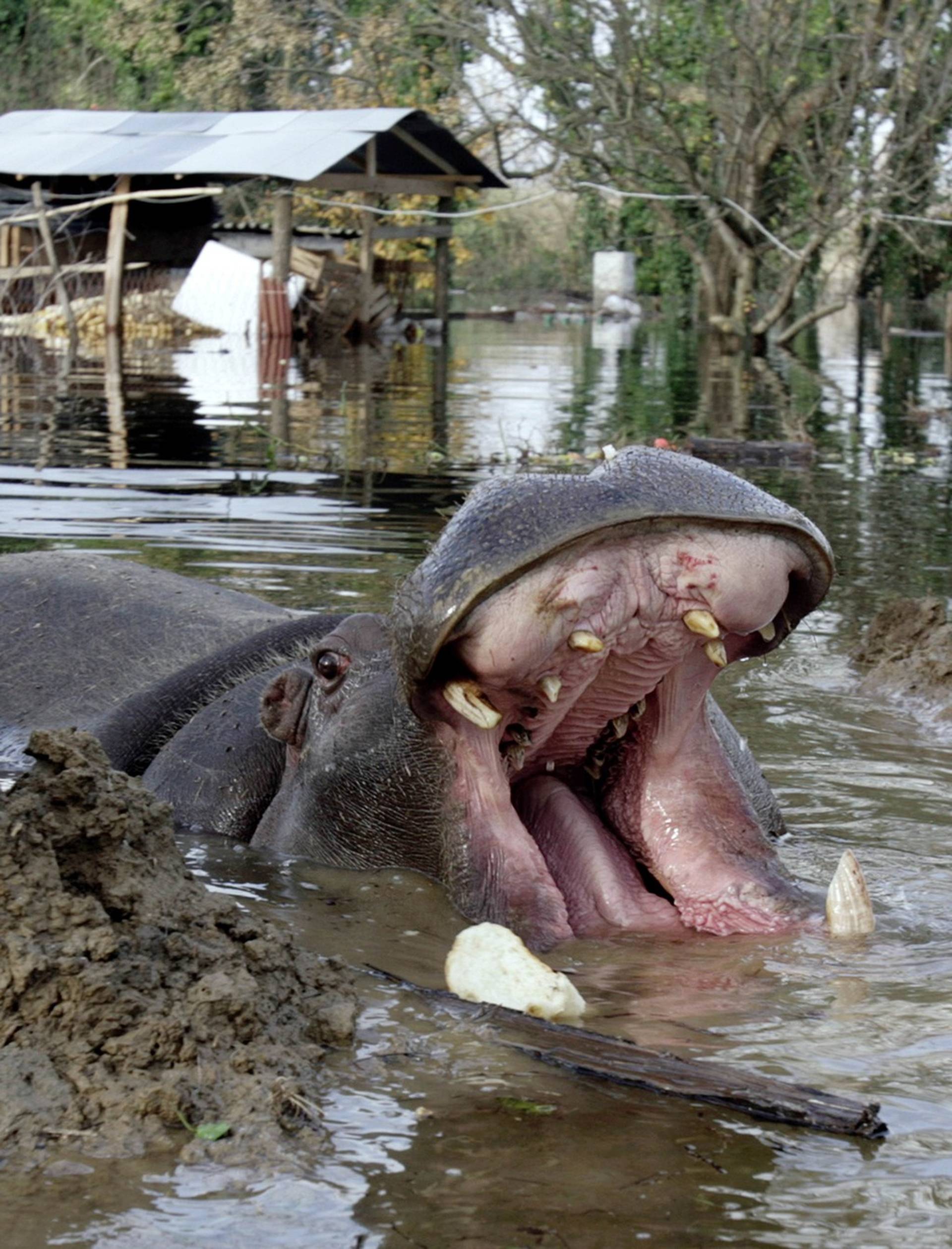 Сбежавший бегемот. Сбежавший бегемот. Бегемот фото. Наводнение в зоопарке тбилиси 2015. Бегемот бежит.