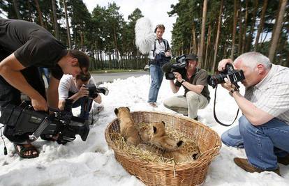 Prvo slikanje malih lavića na umjetnom snijegu
