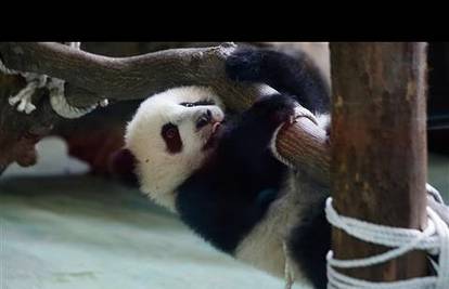 Preslatka panda luduje baš k'o da je bila vani i previše popila