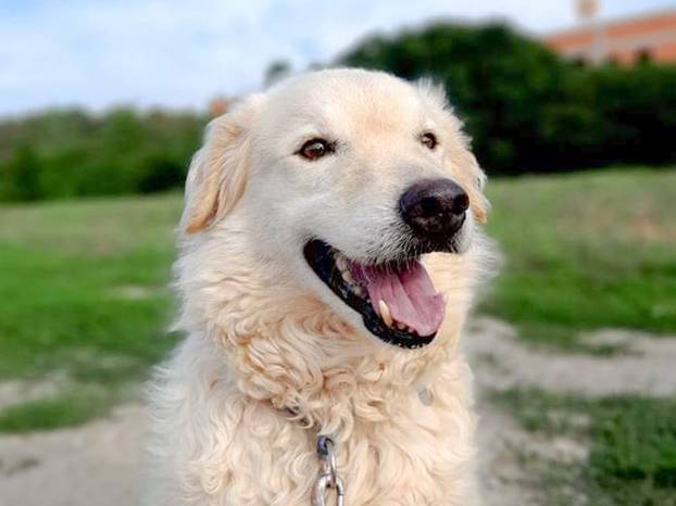 FOTO Ovi preslatki psići u Noinoj Arci čekaju samo vas da ih udomite