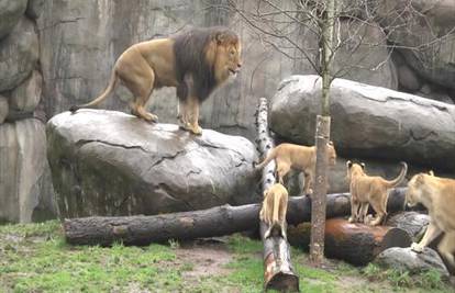 Dirljiv susret: Kralj lavova prvi put upoznaje svoje troje djece