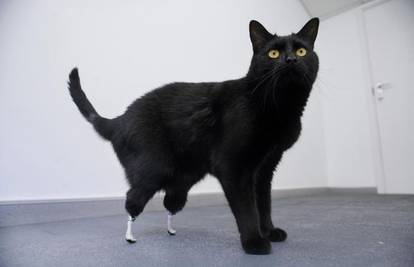 Oscar je prvi mačak kojem su ugradili protetičke šape