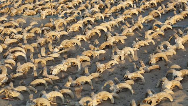 View of around of 2,000 mummified rams heads uncovered during excavation work carried out by ISAW at the temple of Ramesses II in Abydos