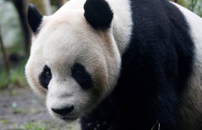 U 37. godini uginula Basi, najstarija panda na svijetu