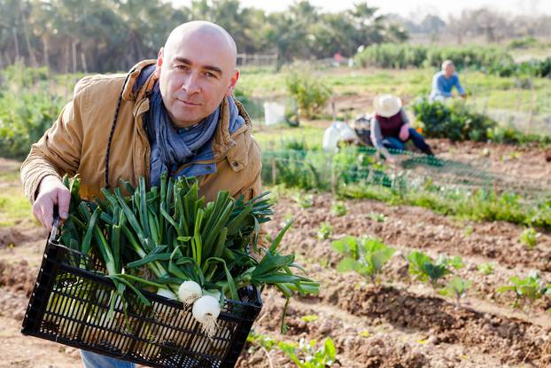 Man,Professional,Horticulturist,Holding,Harvest,Of,Green,Onion,In,Crate