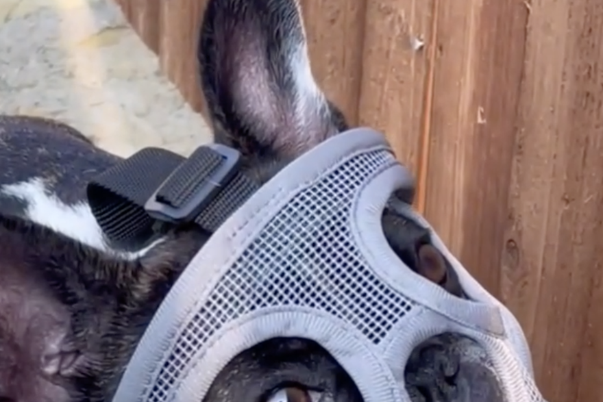 Ovaj presladak pas mora nositi masku kao iz filma 'Kad jaganjci utihnu'