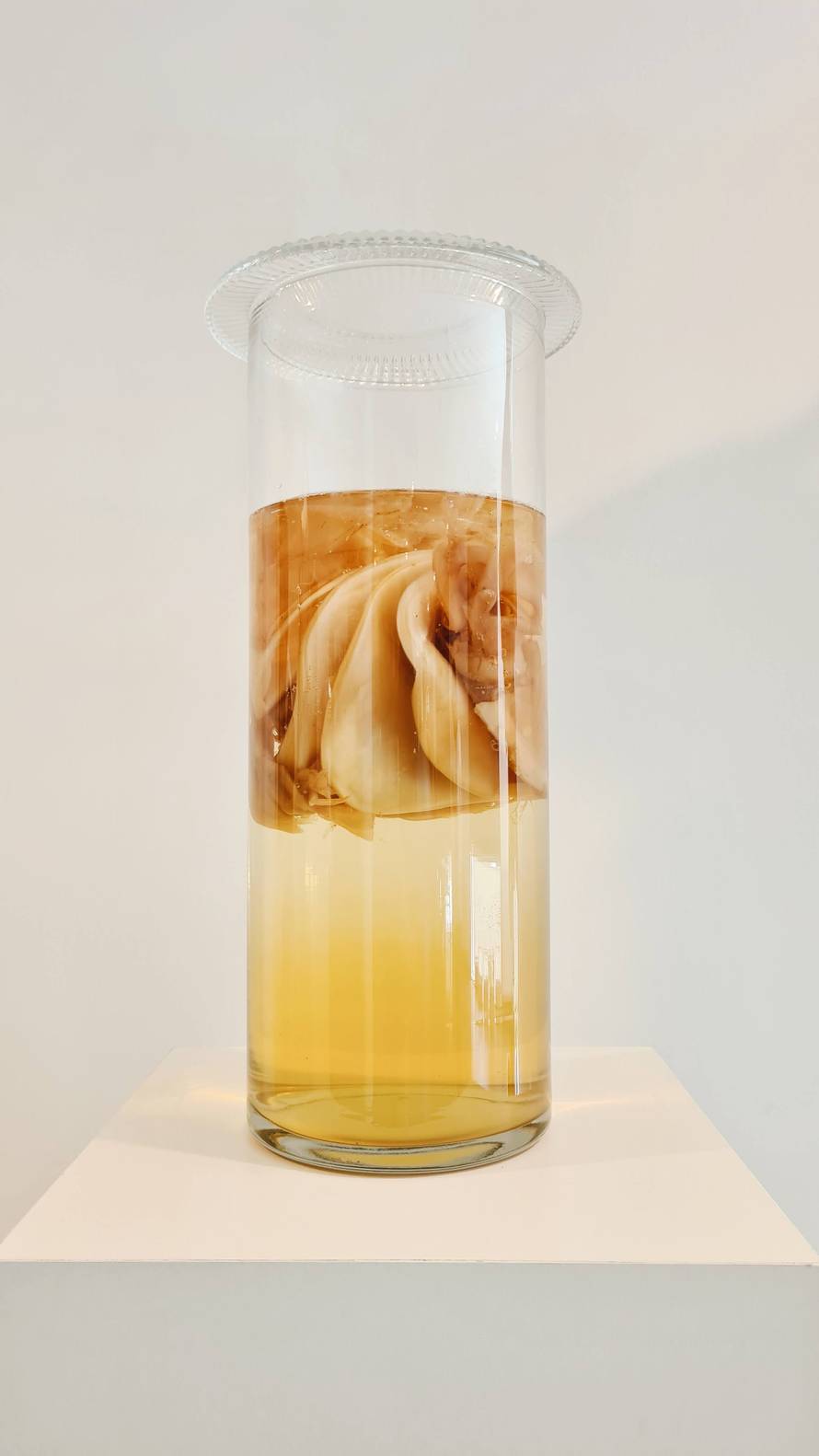 Maja je jedina biodizajnerica u regiji: 'Materijale za odjeću radim od algi, gljiva i bakterija'