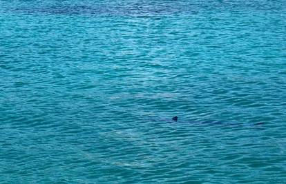 Video iz Dubrovnika: Morski pas doplivao je sve do obale