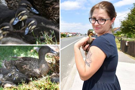 Vera  je zahvalna nepoznatom vozaču: 'Zaustavio je promet i spasio moje patke'