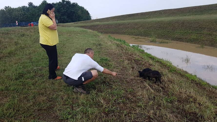 Na svom putu dugom 2000 km spasili su dva izgladnjela psića