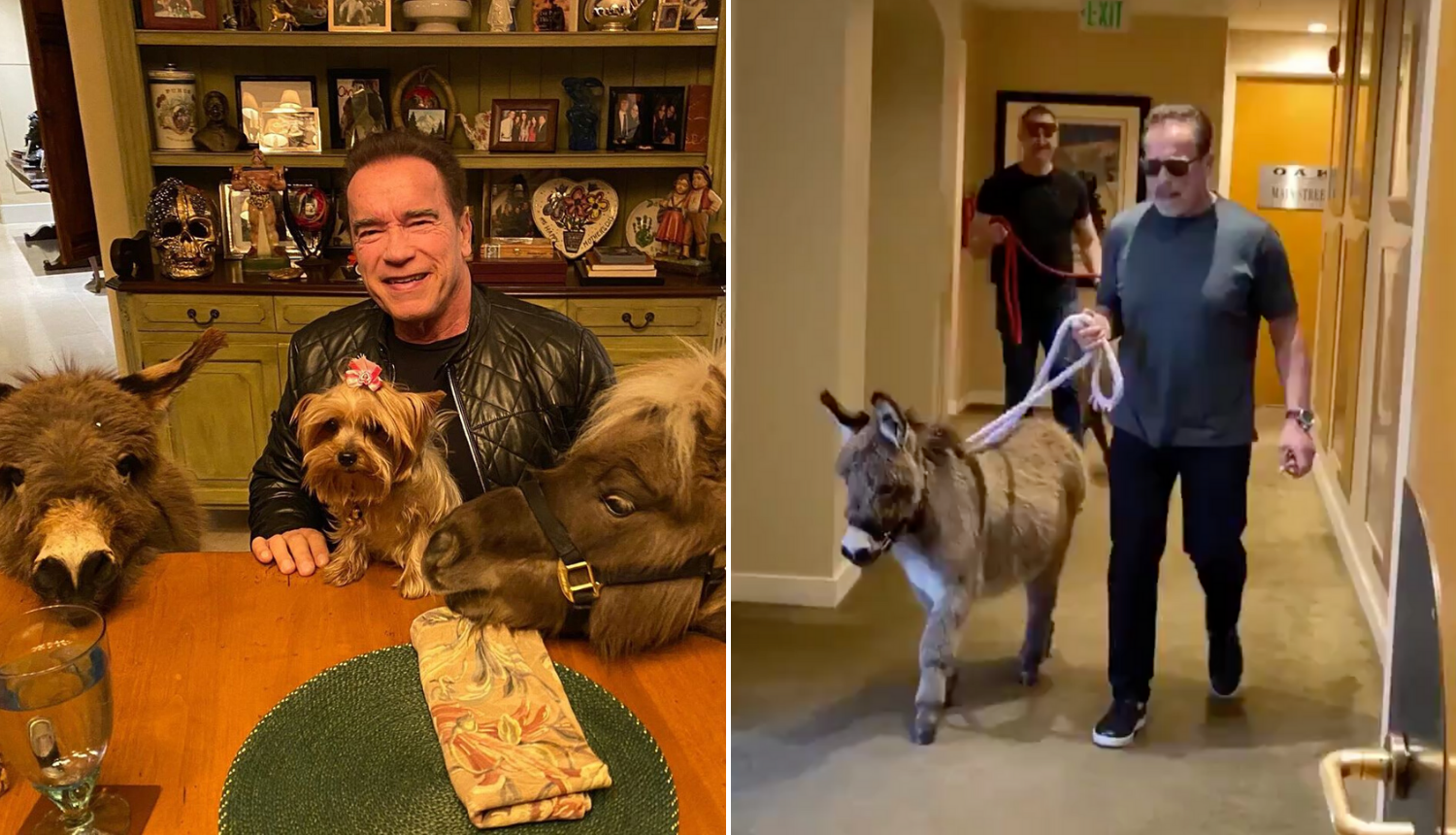 'Terminator' obožava životinje: Na posao vodi magarca i ponija
