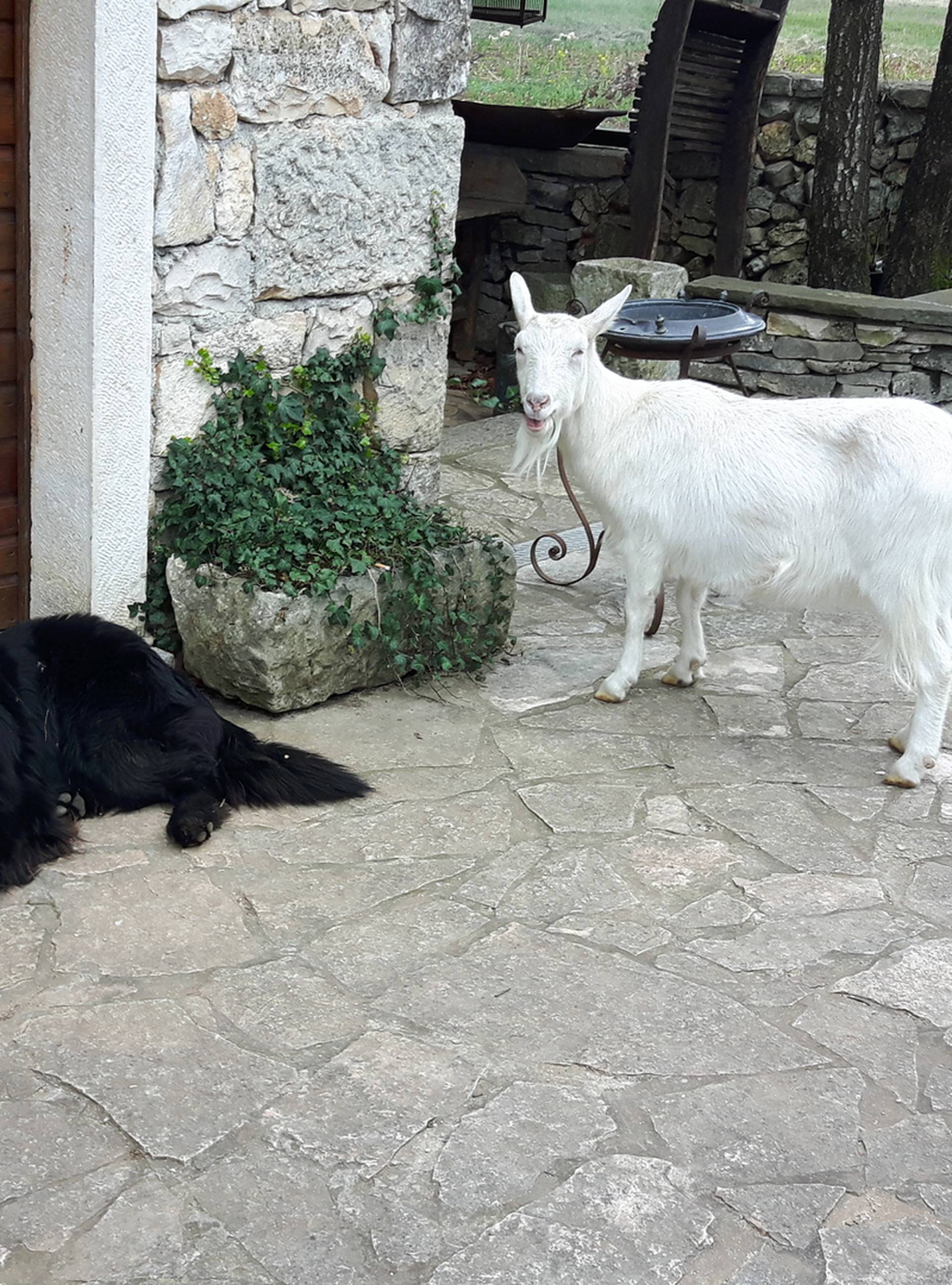 Ljubav je na selu: Pas Medo i koza Đurđa  su najbolji prijatelji