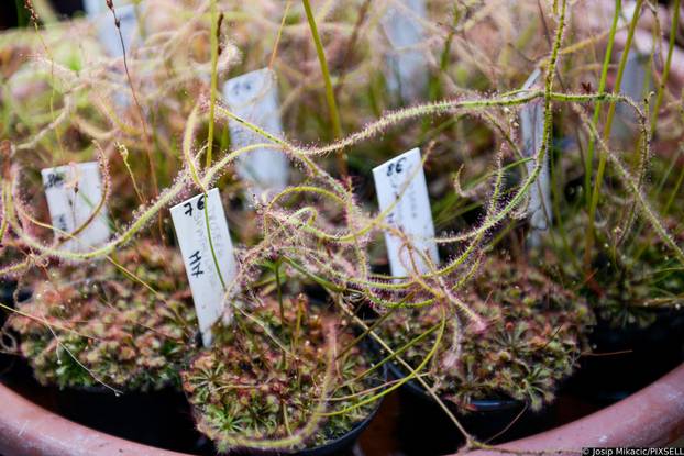 Zagreb: Veliki interes izazvala je godišnja rasprodaja viška biljaka u Botaničkom vrtu