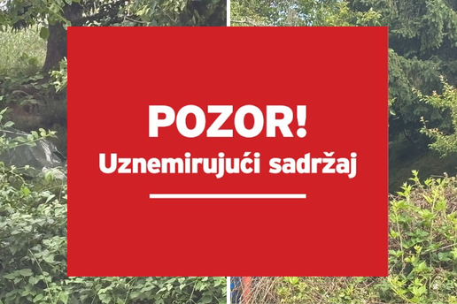FOTO Prizori u&zcaron;asa u Dvoru: 'Psi su jeli mrtve pse, bilo je oko 20 le&scaron;eva. Smrad je bio nesnosan'