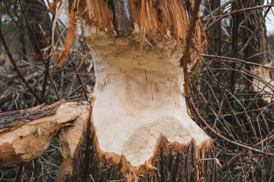 Dabrovi u Novom Marofu rade probleme: 'Ukrali su 200 letvi radnicima i odnijeli ih u potok'