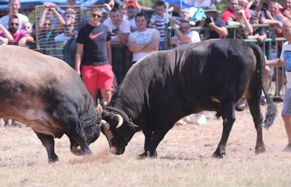 Užas u Radošiću na bikijadi: Muškarca je ozlijedio bik!