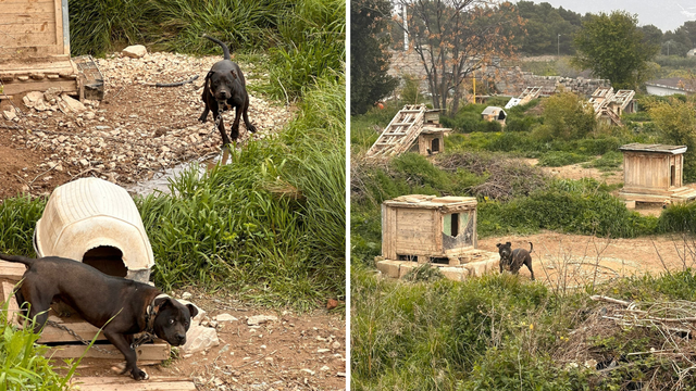 FOTO Potresne slike: 'Zatočeni vukovi u Splitu naučeni su na ljude, u dobrom su stanju...'