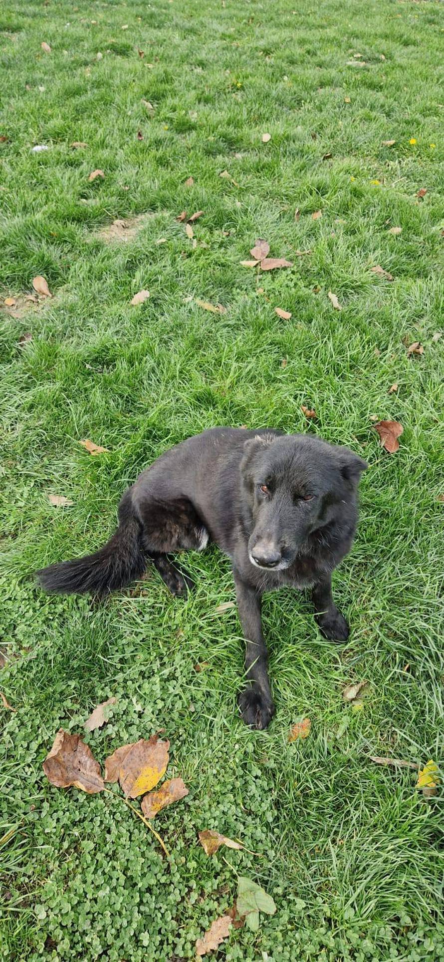 Udomite pse koji su tražili mine: 'Hrabro su spašavali ljudske živote, a sada traže novi dom'