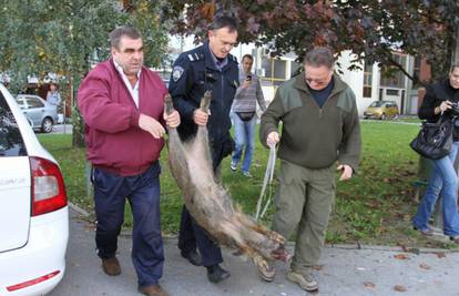Na autocesti Varaždin-Zagreb udario je u krdo divljih svinja