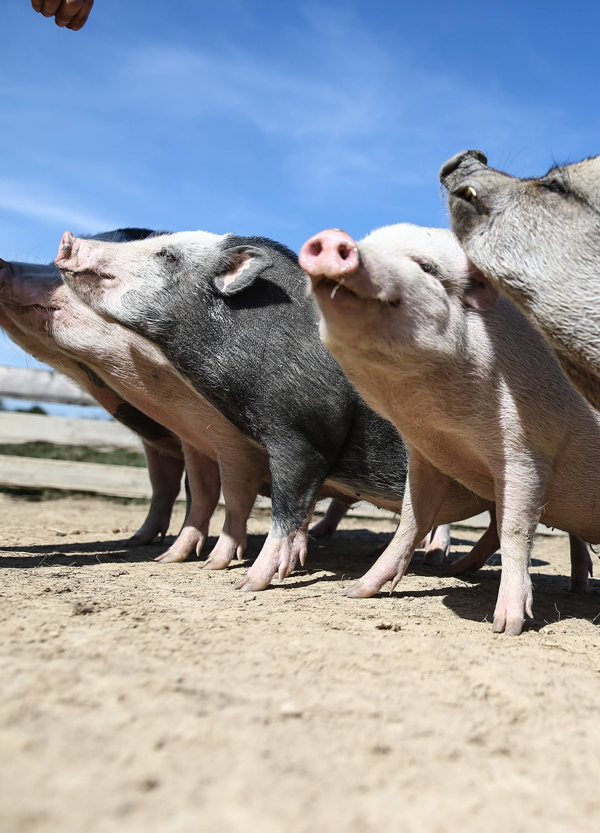 Skupa svinjetina: Mesnice su jeftinije nego trgovački lanci