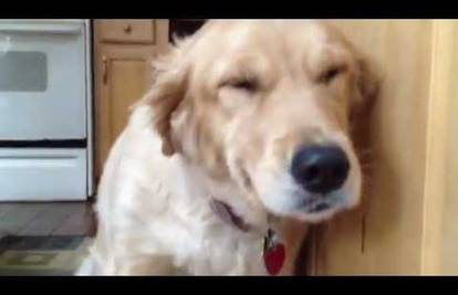 Istraga za početnike: Otkrij koji je od pasa kopao po smeću