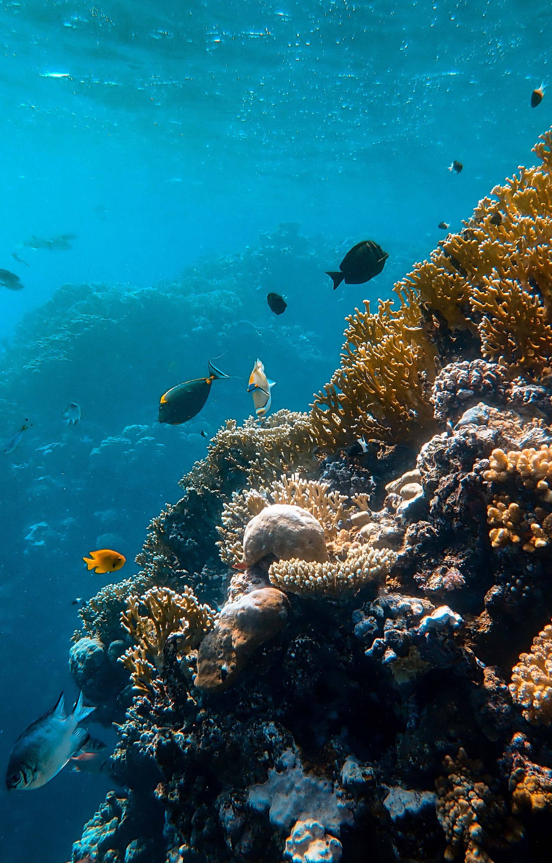 Klimatske promjene na dnu oceana prijetnja su za životinje