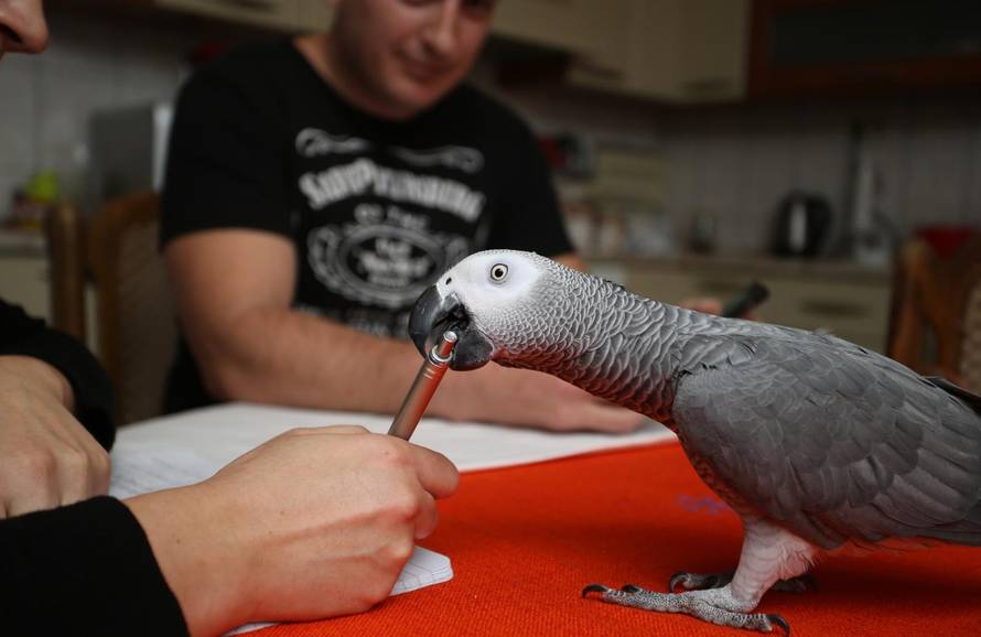 'Ja sam Hugo iz Splita, znam pričati i prati me cijeli svijet'