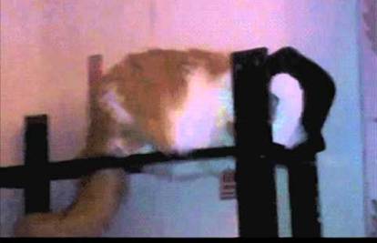 Smooth Criminal: Ova mačka savršeno 'skida' Kralja Popa