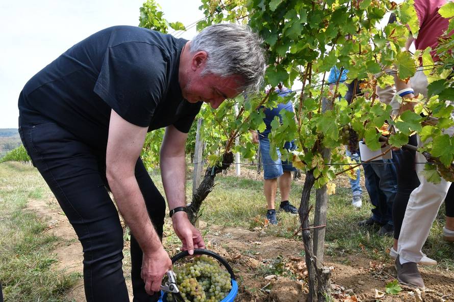 Mitrovac: Berba groÅ¾Äa u vinograduÂ predsjedniÄkog kandidata Miroslava Å kore