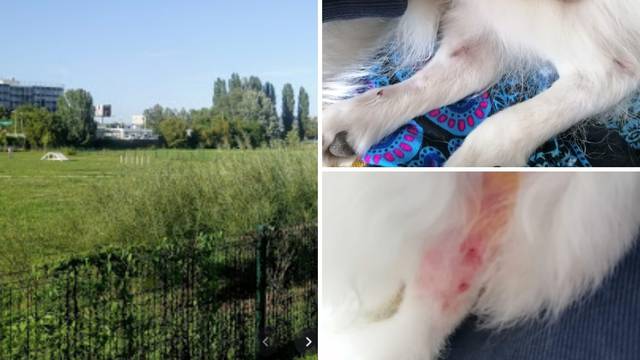 Napad psa u Zagrebu: 'Da ga nisam digla, ta stafordica bez kontrole bi ga rastrgala...'