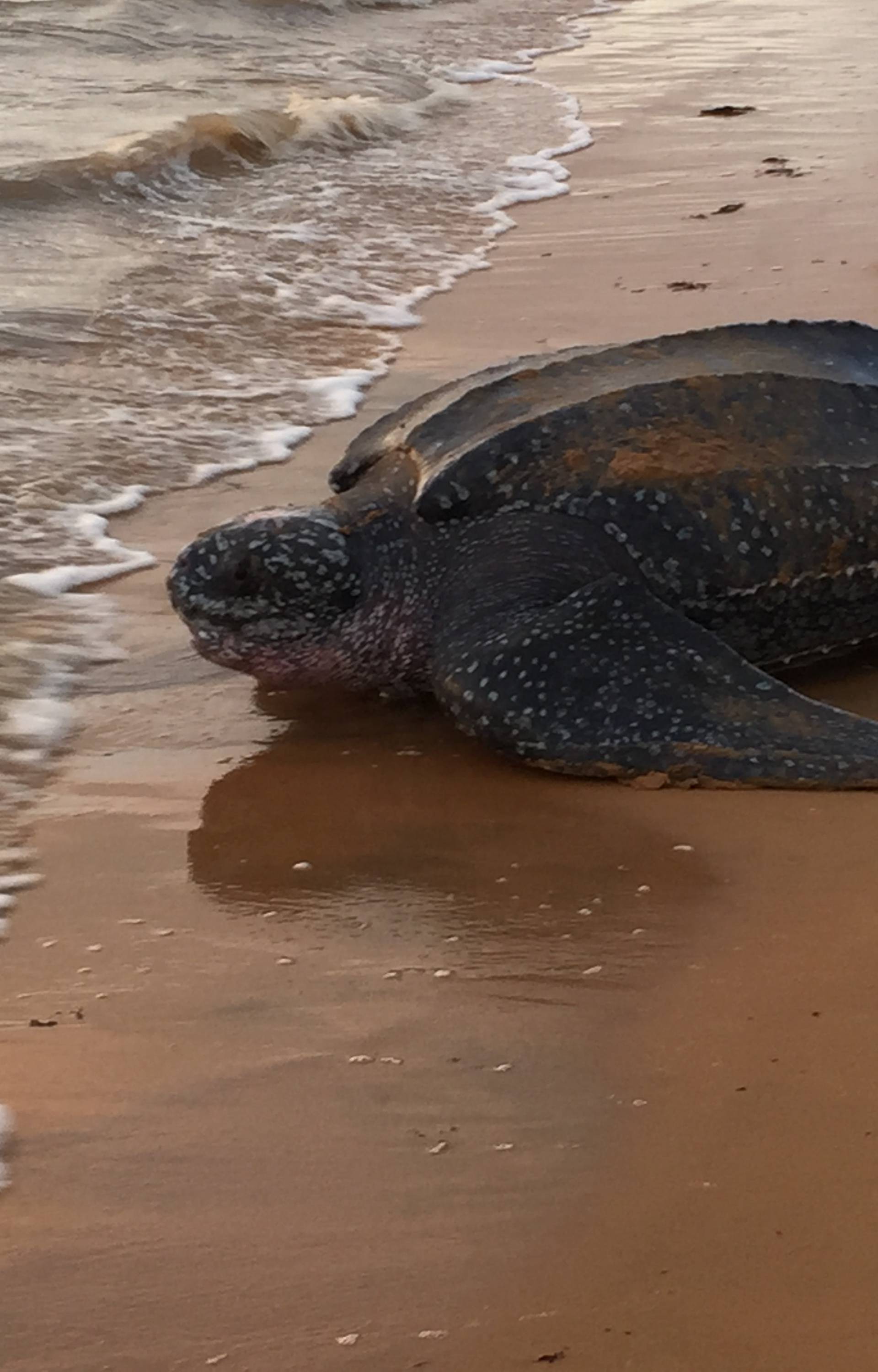 Na pustim plažama na Floridi i Tajlandu sve više ima kornjača