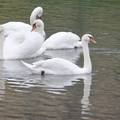 Uginuli labudovi u Lonjskom polju imali su ptičju gripu