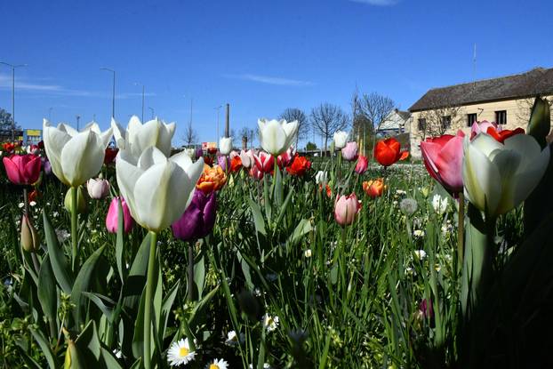 Slavonski Brod: Šarene cvjetne gredice rascvjetalih tulipana svojom ljepotom krase gradske parkove