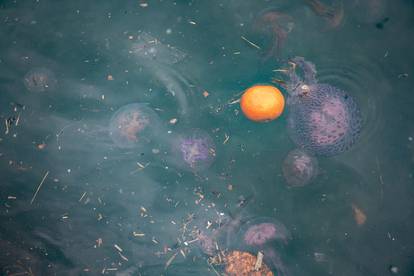 Duborvnik:  S jugom i ciklonalnim vremenom uz nanose smeća stigla je  i najezda meduza