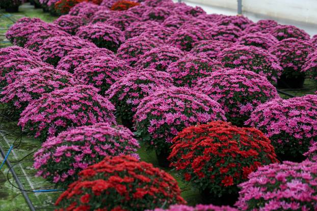 Kutina: Vrtlarica Marija Bagić koja uzgaja božićne zvijezde i krizanteme