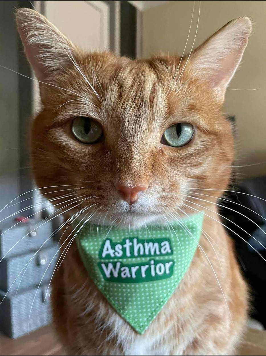 EXCLUSIVE: ‘I’ve spent Ł25,000 treating my cat’s ASTHMA – but it’s so worth it’