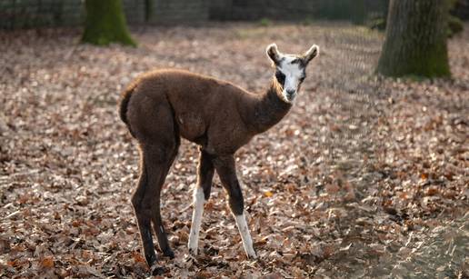 I Moka slavi razli&ccaron;itost! No&zcaron;ice ove ljame simbol su Svjetskog dana Down sindroma