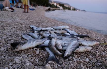 Stručnjaci o pomoru riba kod Splita: 'Temperature mora sve su veće. Bojim se što nas čeka'