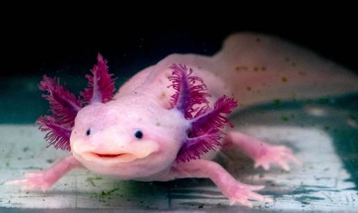 Upoznajte Axolotl, simpatičnog vodozemca u kojem se krije veliki medicinski potencijal