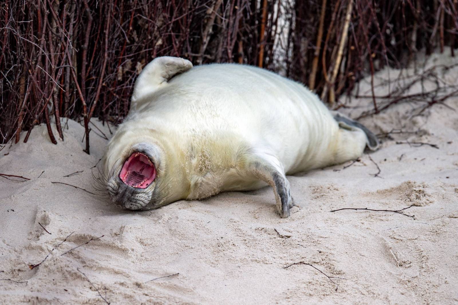 Seal offspring on Helgoland