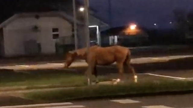 Konj prošetao po ulicama: 'Ovo nije prvi put, ljudi uzmu poticaje i ne brinu se o životinjama'