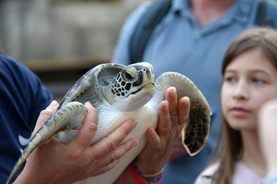 Pula: Tri glavate želve nakon oporavka vraćene su u more