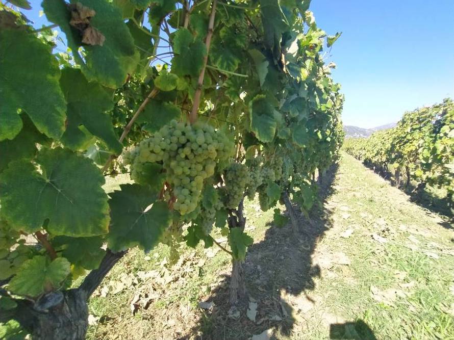 U najvećem hrvatskom vinogorju očekuje se berba grožđa izuzetne kvalitete