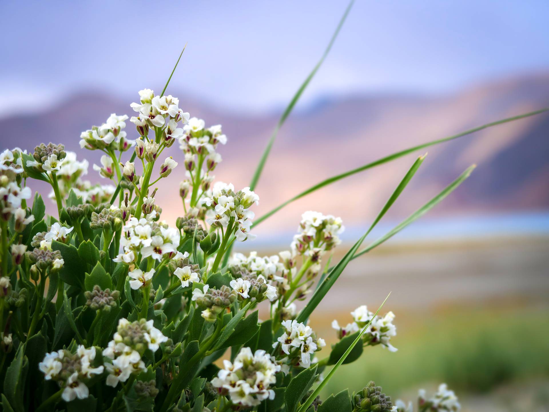 White flowers in the garden